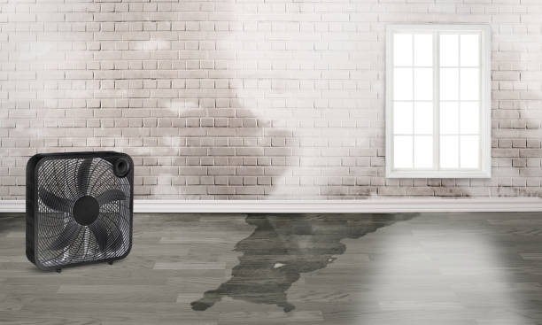 Best Water damage restoration company  in Brushy Creek, TX